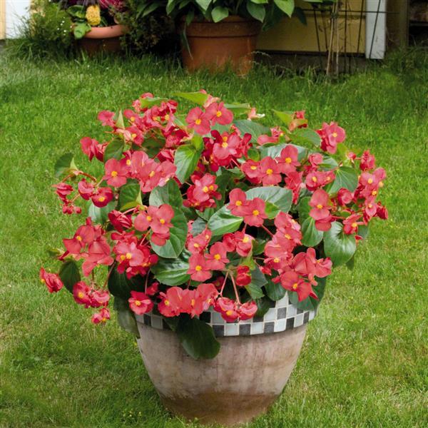 Big Rose With Green Leaf Begonia - Container