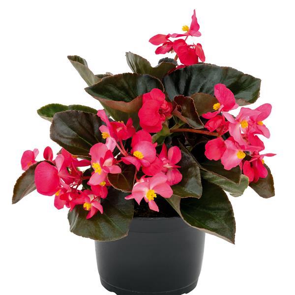 Big Deep Rose With Bronze Leaf Begonia - Container