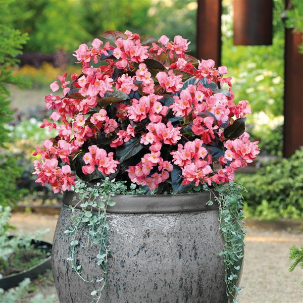 Big Pink With Bronze Leaf Begonia - Container