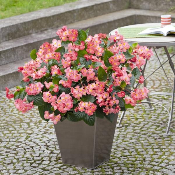 Big Pink With Green Leaf Begonia - Container