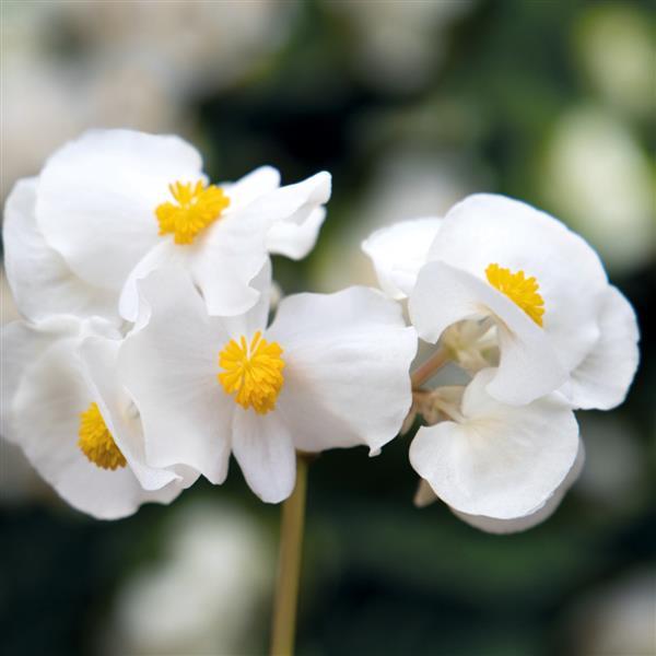 Big White With Green Leaf Begonia - Bloom