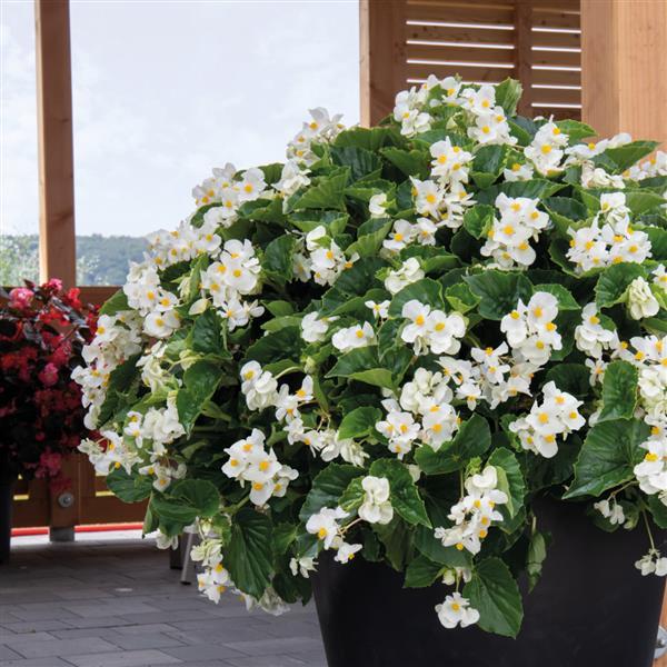 Big White With Green Leaf Begonia - Container