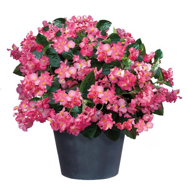 Big Deep Pink Green Leaf Begonia - Container