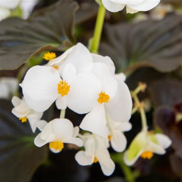 Big White With Bronze Leaf Begonia - Bloom