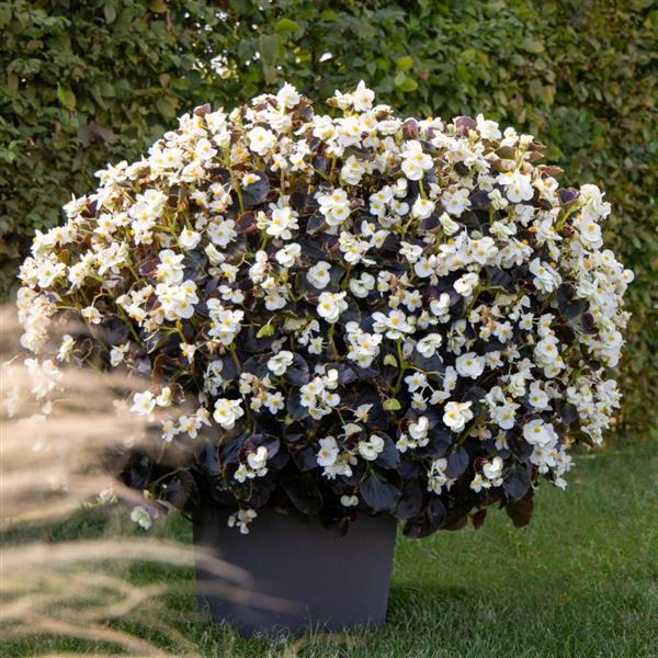 Big White With Bronze Leaf Begonia - Container