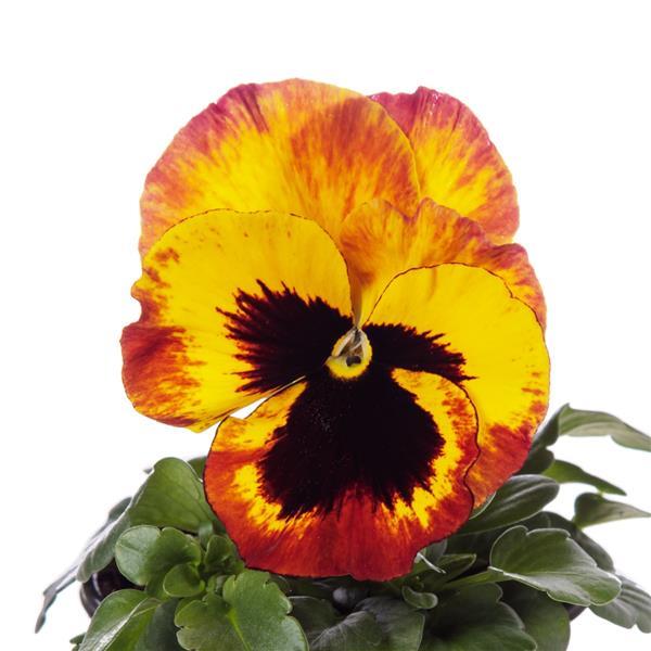 Delta Pro Fire Pansy - Bloom