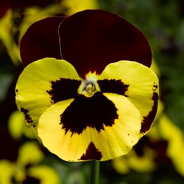 Delta Pro Yellow Red Wing Pansy - Bloom
