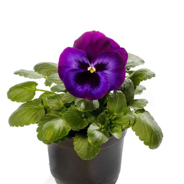 Delta Pro Neon Violet Pansy - Container