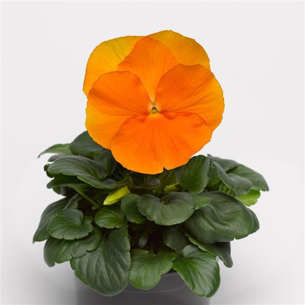 Delta Pro Clear Orange Pansy - Container