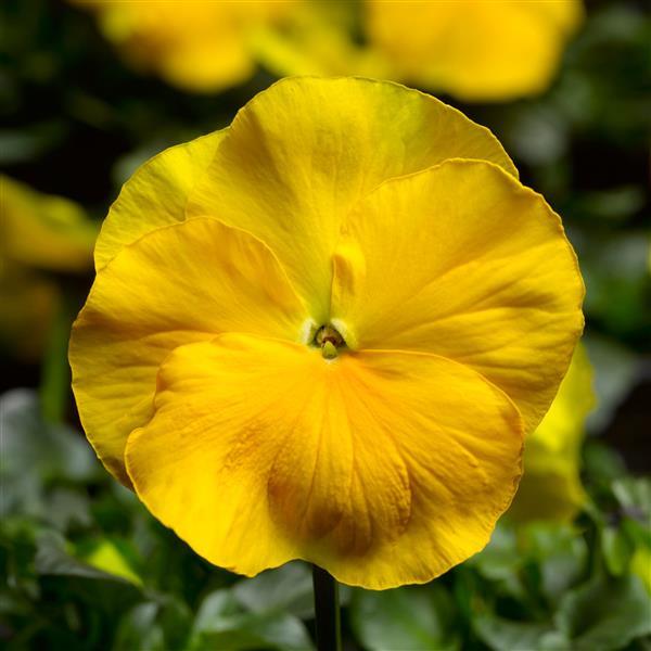 Delta Pro Clear Yellow Pansy - Bloom