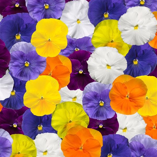 Delta Pro Clear Colors Mix Pansy - Bloom