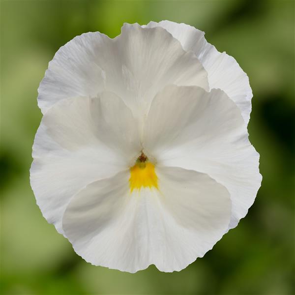 Delta Pro Clear White Pansy - Bloom