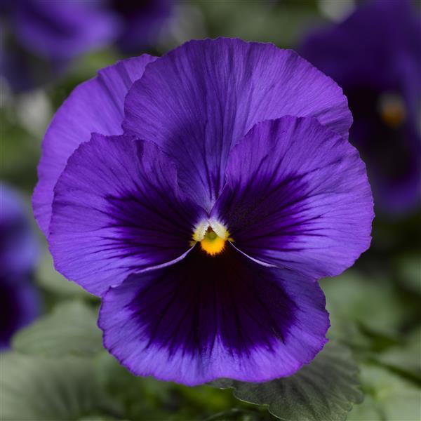 Delta Pro Deep Blue with Blotch Pansy - Bloom