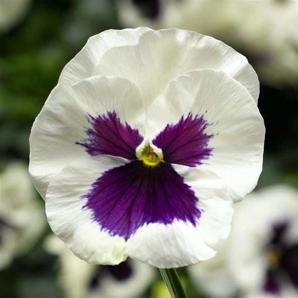 Delta Pro White with Blotch Pansy - Bloom