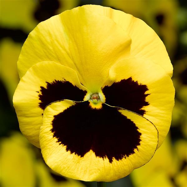 Delta Pro Yellow with Blotch Pansy - Bloom