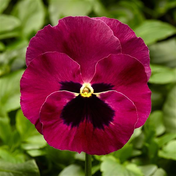 Delta Pro Rose with Blotch Pansy - Bloom