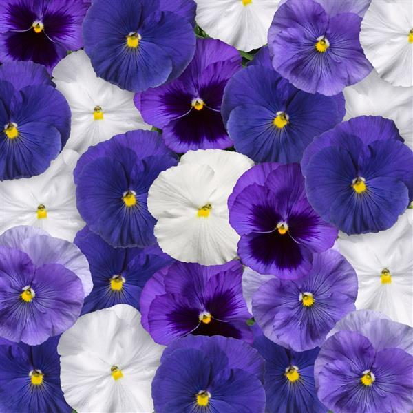 Delta Pro Cool Waters Mix Pansy - Bloom