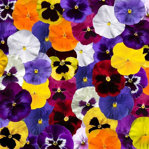 Delta Pro All Colors Mix Pansy - Bloom