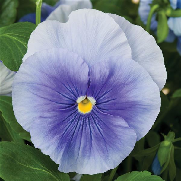 Delta Pro Clear Light Blue Pansy - Bloom