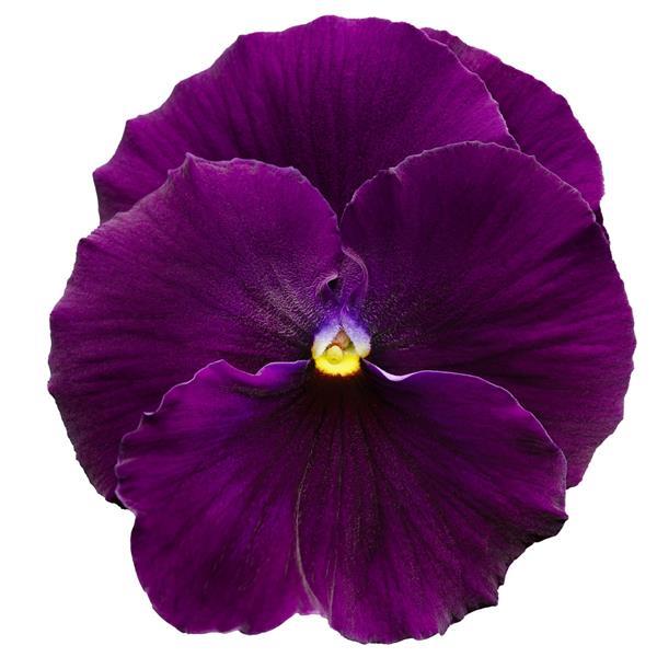 Delta Pro Clear Violet Pansy - Bloom