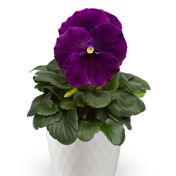 Delta Pro Clear Violet Pansy - Container
