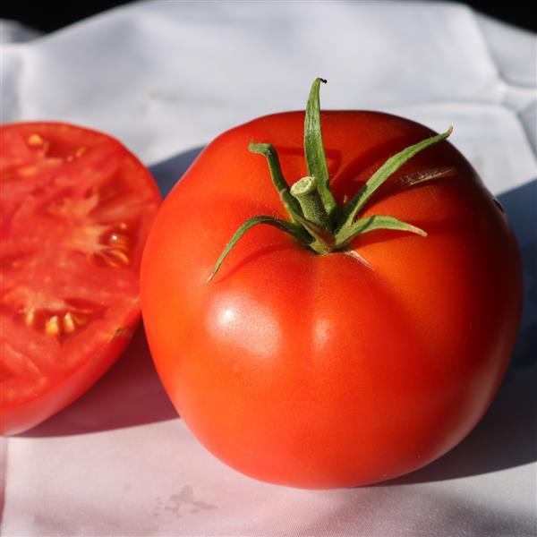 Jetsetter Tomato