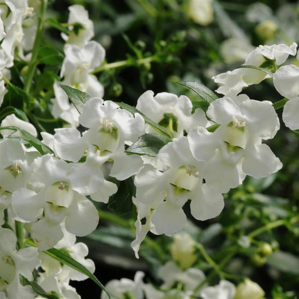 AngelMist® Spreading White Angelonia - Bloom