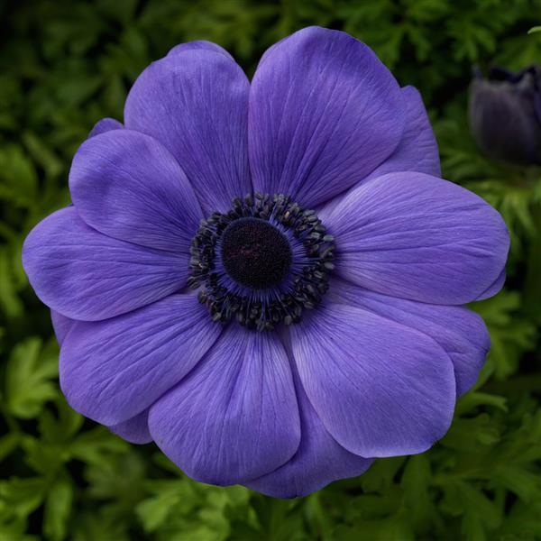 Harmony Blue Anemone - Bloom