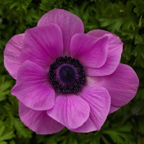 Harmony Orchid Anemone - Bloom