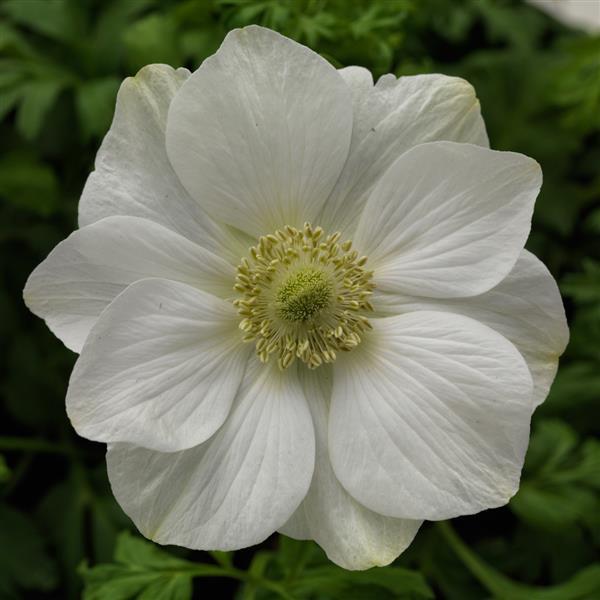 Harmony White Anemone - Bloom