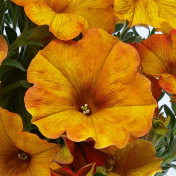 SuperCal® Premium Sunset Orange Petchoa - Bloom
