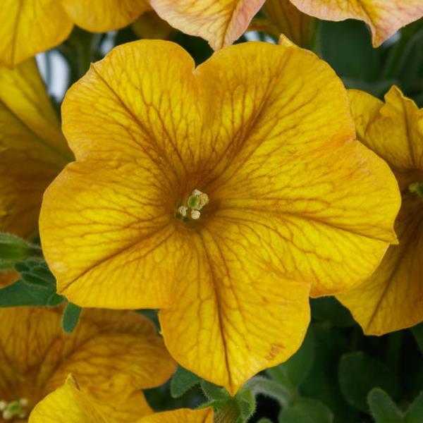 SuperCal® Premium Yellow Sun Petchoa - Bloom