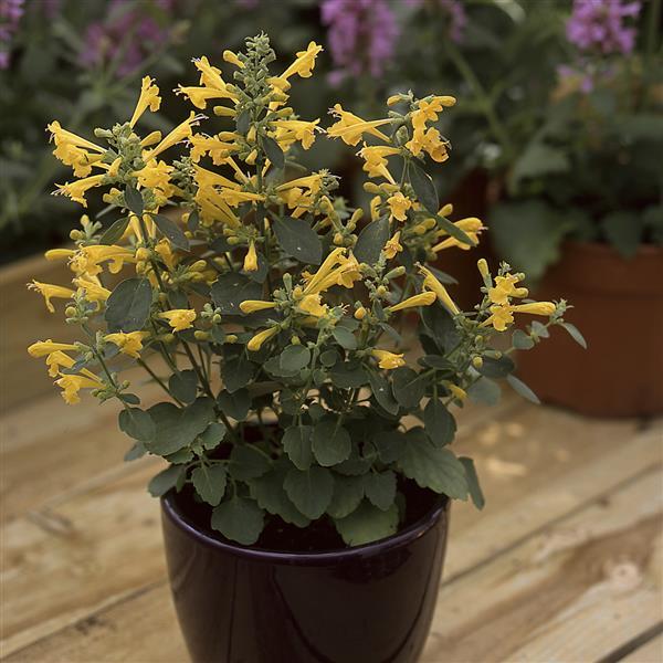 Agastache aurantiaca Sunset Yellow