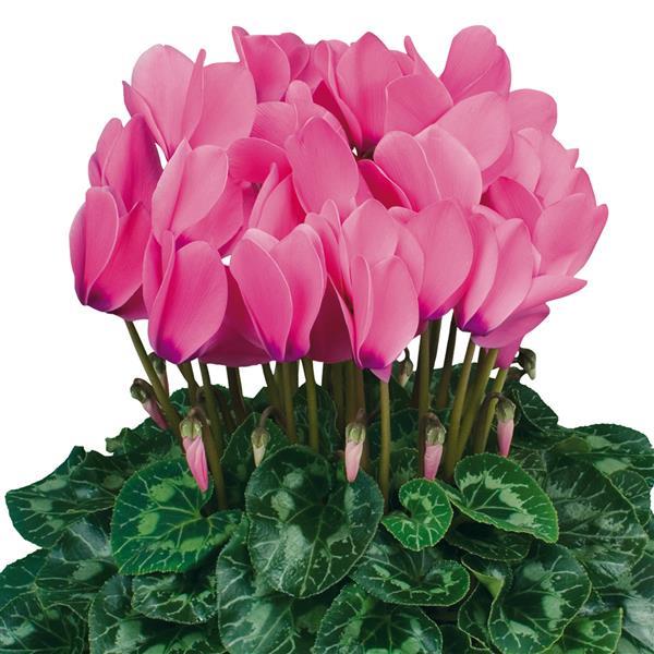 Halios® HD Bright Rose Cyclamen - Bloom