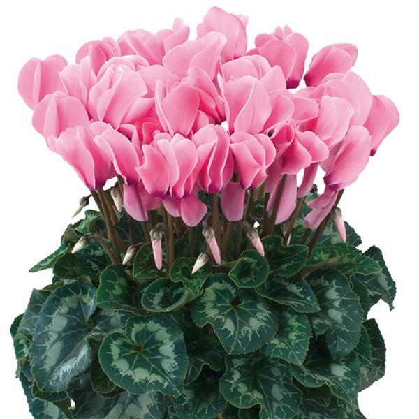 Halios® HD Light Rose Cyclamen - Bloom