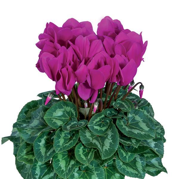 Halios® HD Bright Purple Cyclamen - Bloom