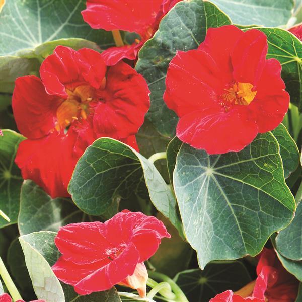 Baby Red Nasturtium - Bloom