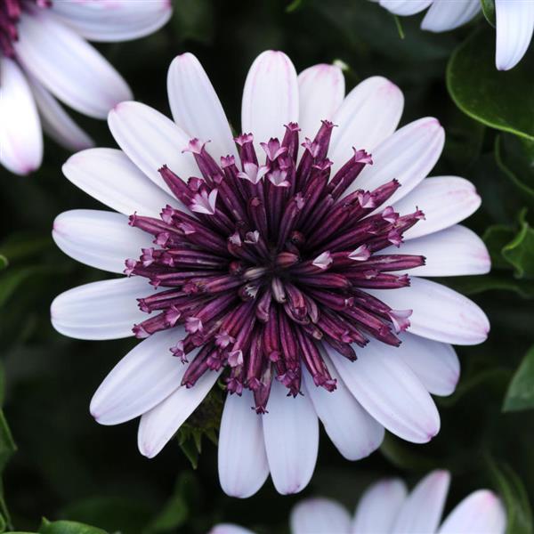 4D™ Berry White Osteospermum - Bloom