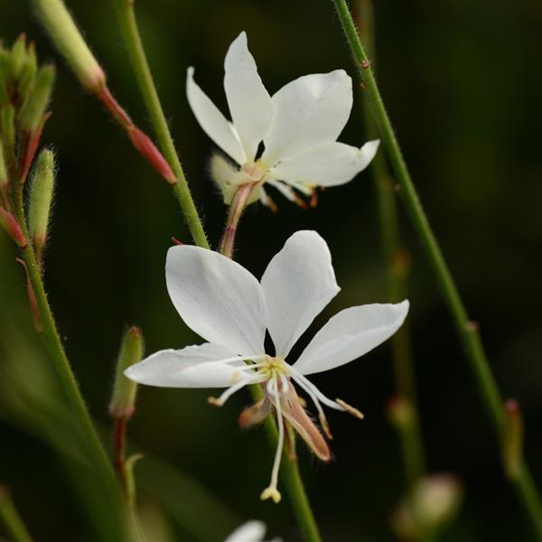 Gaura lindheimeri Belleza® White - Bloom