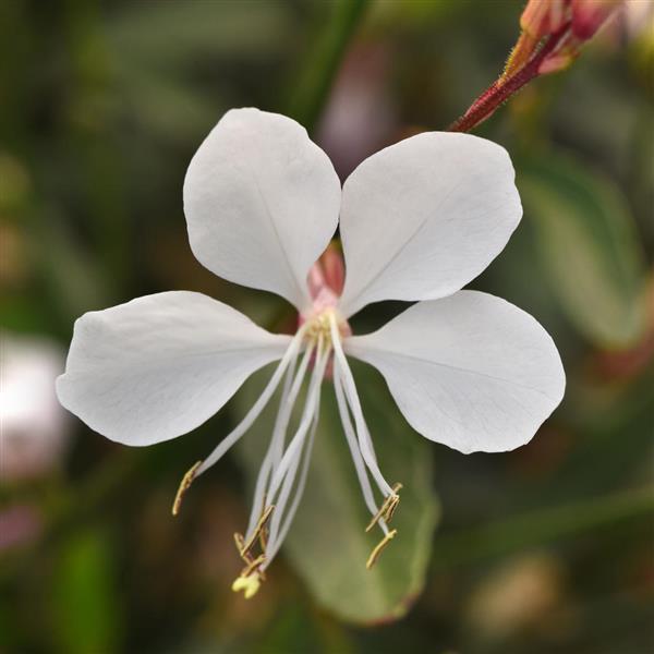 Gaura lindheimeri Belleza® Early White - Bloom