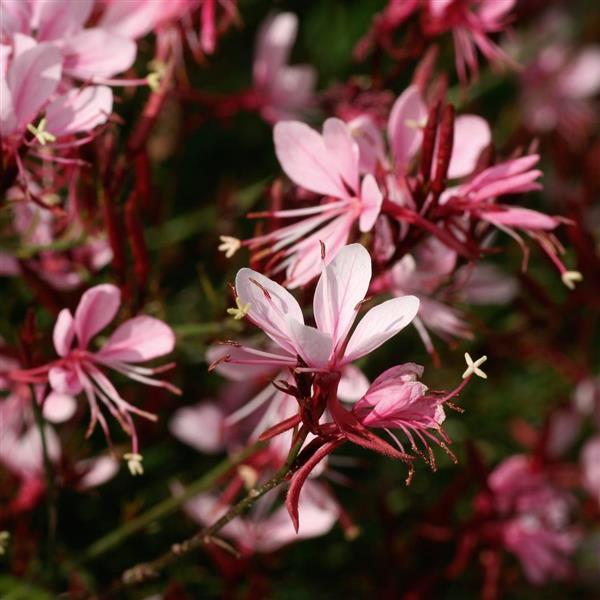 Gaura lindheimeri Belleza® Compact Light Pink - Bloom