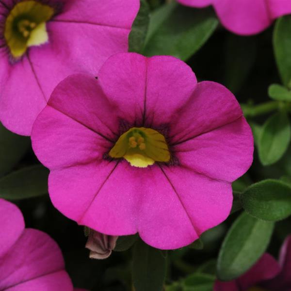 MiniFamous® Neo Purple Calibrachoa - Bloom