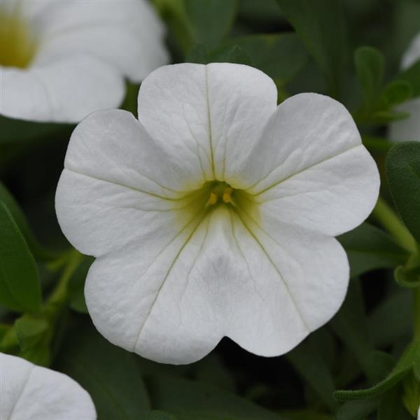 MiniFamous® Neo White Calibrachoa - Bloom