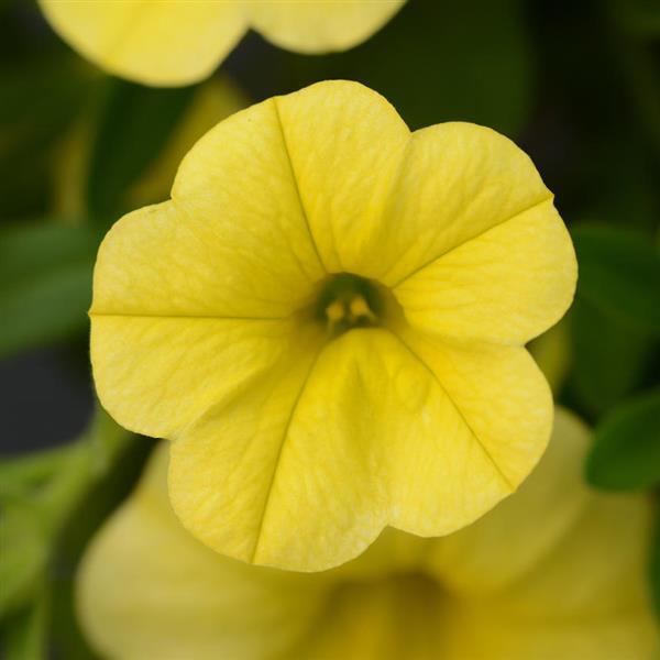 MiniFamous® Neo Deep Yellow Calibrachoa - Bloom