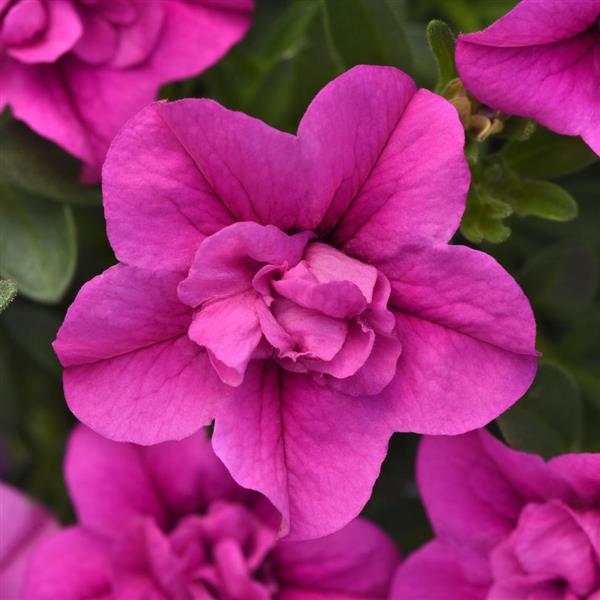 MiniFamous® Neo Double Pink Calibrachoa - Bloom