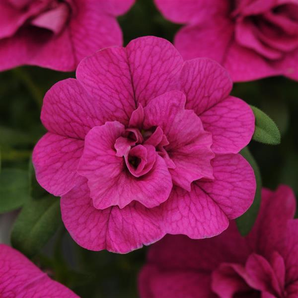 MiniFamous® Neo Double Purple Calibrachoa - Bloom