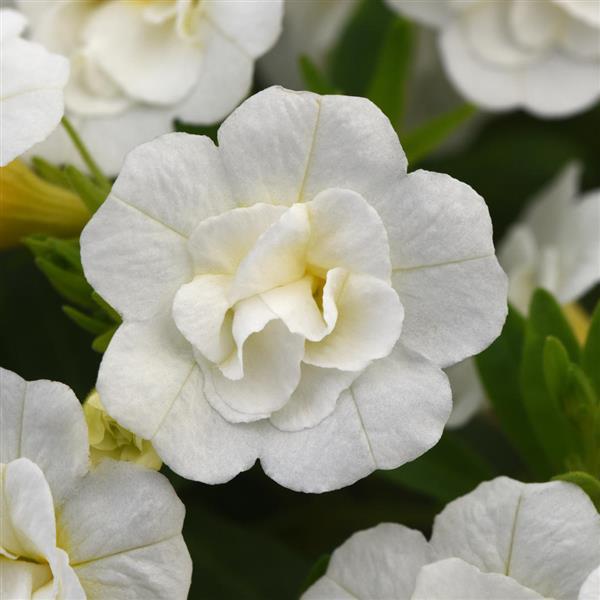 MiniFamous® Neo Double White Calibrachoa - Bloom