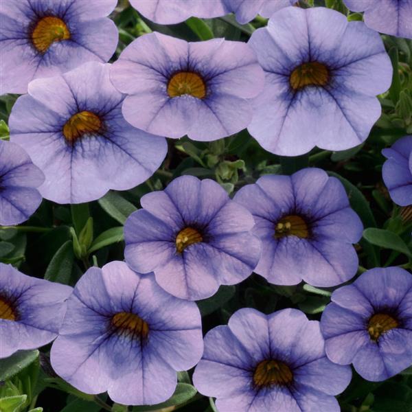 MiniFamous® Neo Light Blue Calibrachoa - Bloom