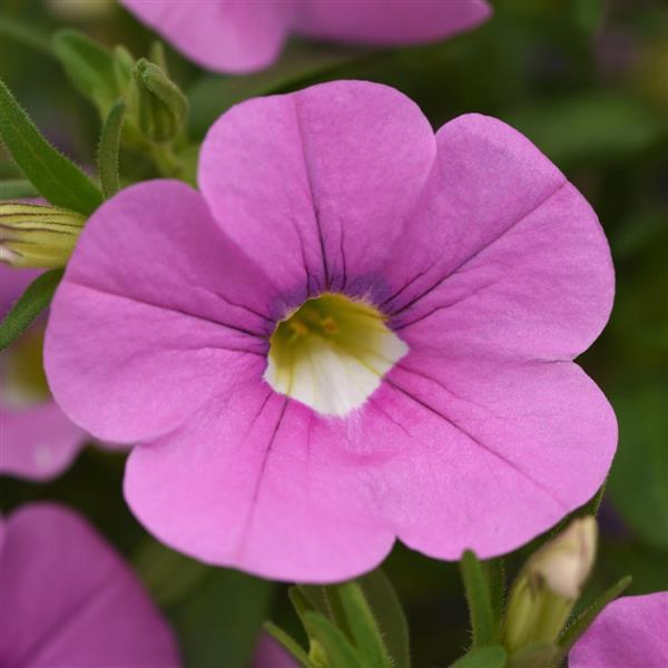 MiniFamous® Neo Light Pink Calibrachoa - Bloom