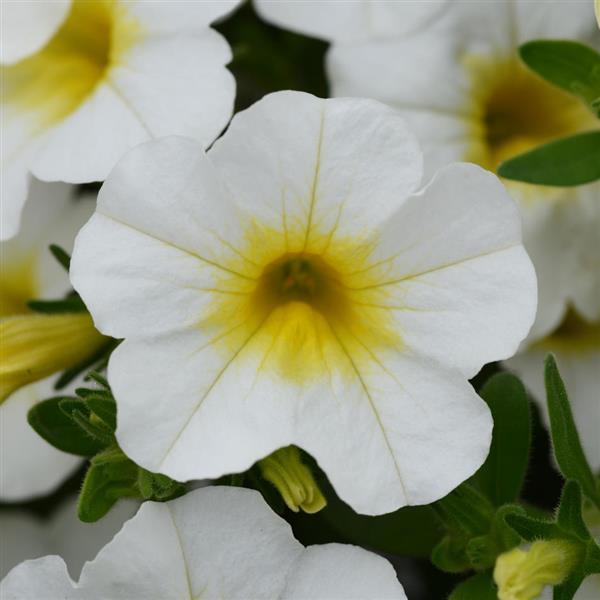 MiniFamous® Neo White+Yellow Eye Calibrachoa - Bloom